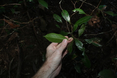 Cryptocarya sclerophylla
