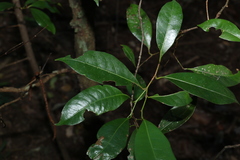 Cryptocarya sclerophylla