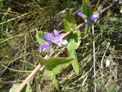 Campanula glomerata glomerata