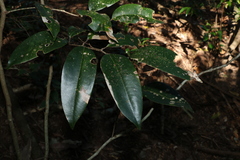 Mischocarpus pyriformis