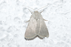 Caradrina gilva
