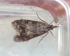 Eudonia lacustrata