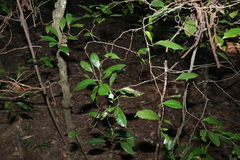 Cryptocarya sclerophylla