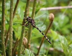 Cordulegaster bilineata