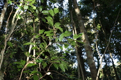 Mischocarpus pyriformis