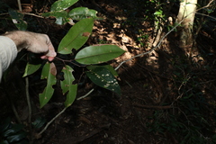 Mischocarpus pyriformis