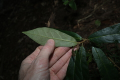 Solanum shirleyanum