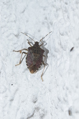Halyomorpha halys
