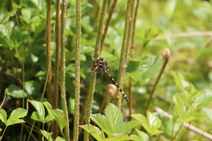 Cordulegaster bilineata