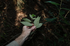 Solanum shirleyanum