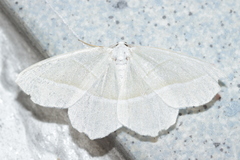 Campaea margaritaria