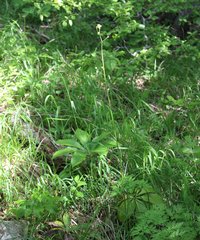 Physospermum cornubiense
