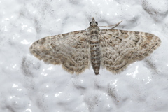 Gymnoscelis rufifasciata