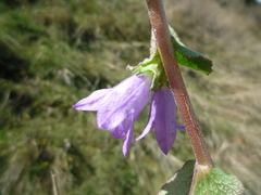 Campanula glomerata glomerata