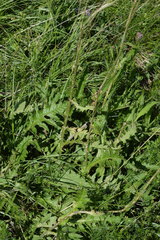 Cirsium × linkianum