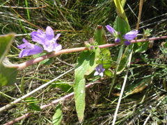 Campanula glomerata glomerata
