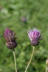 Cirsium × linkianum