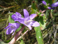 Campanula glomerata glomerata