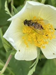 Episyrphus balteatus