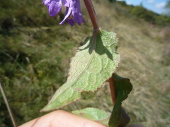 Campanula glomerata glomerata