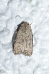 Caradrina clavipalpis