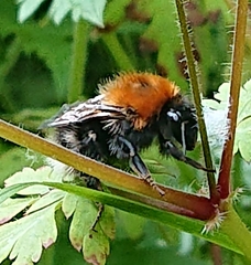 Bombus hypnorum