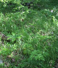 Physospermum cornubiense
