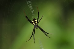 Argiope halmaherensis