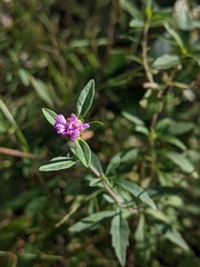 Centratherum riparium