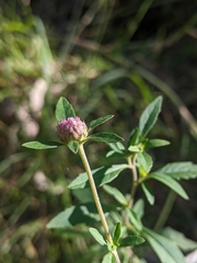 Centratherum riparium