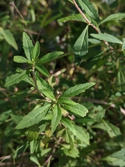 Centratherum riparium