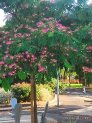 Albizia julibrissin