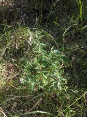 Centratherum riparium