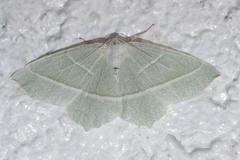 Campaea margaritaria