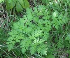Physospermum cornubiense