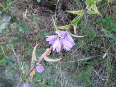 Campanula glomerata glomerata