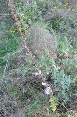 Campanula glomerata glomerata
