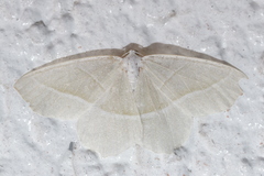 Campaea margaritaria