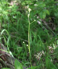 Physospermum cornubiense