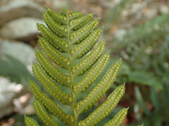 Polystichum imbricans curtum