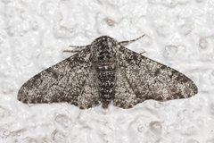 Biston betularia