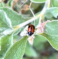 Cryptocephalus bipunctatus