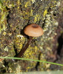 Entoloma readiae