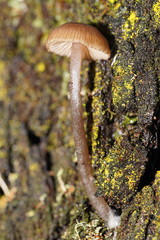 Entoloma readiae
