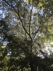 Populus alba