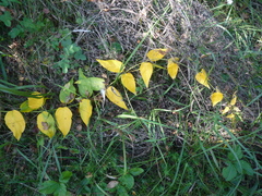 Vincetoxicum hirundinaria hirundinaria