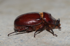 Oryctes nasicornis