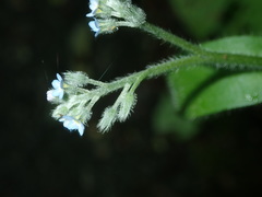 Myosotis sparsiflora