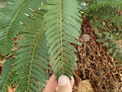 Polystichum imbricans curtum