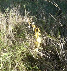 Vincetoxicum hirundinaria hirundinaria